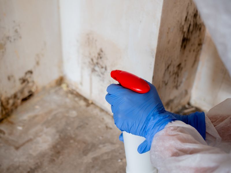 Mold Mitigation