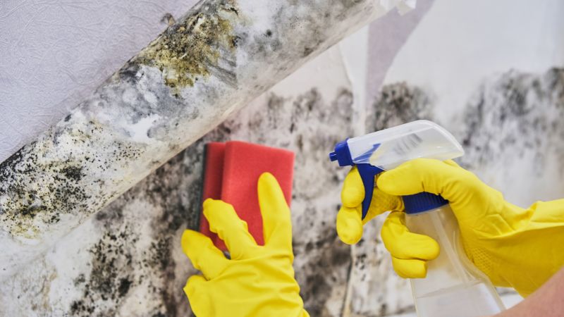 White Mold Mitigation in Frisco, TX