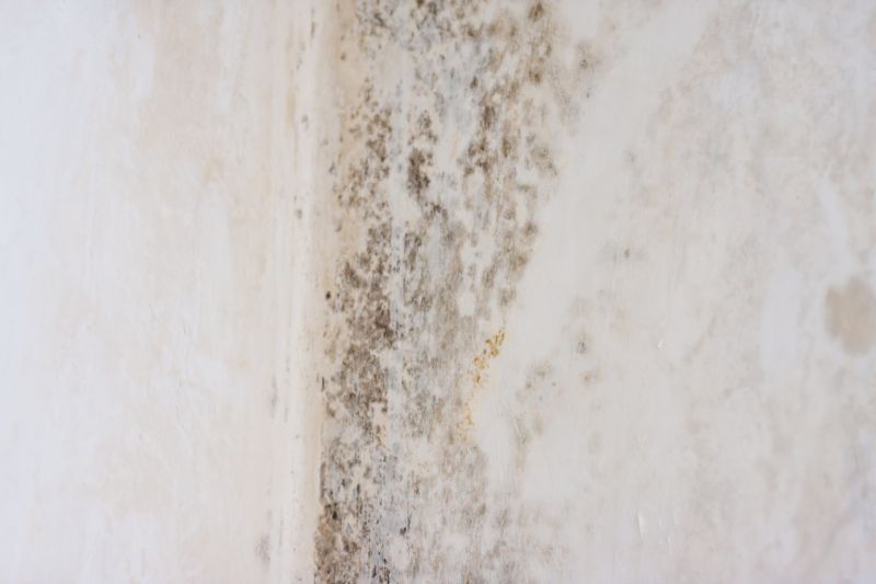 Signs You Need Mold Mitigation