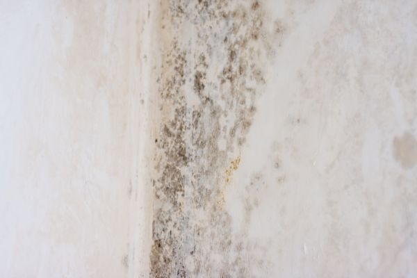 Air Duct Mold Removal